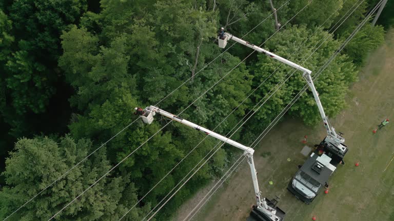 Best Hazardous Tree Removal  in Williamson, WV